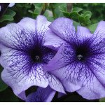 Петуния Браво F1 синяя с прожилками /1.000 семян/ *Syngenta*