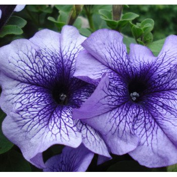 Петуния Браво F1 синяя с прожилками /1.000 семян/ *Syngenta*