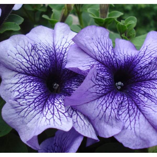 Насіння петунії Браво F1 синя з прожилками /1.000 насінин/ *Syngenta*