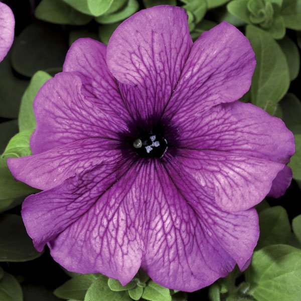 Насіння петунії Браво F1 сливова /1.000 насінин/ *Syngenta*