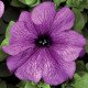 Насіння петунії Браво F1 сливова /1.000 насінин/ *Syngenta*