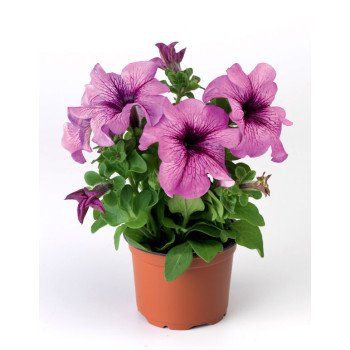 Петуния Браво F1 сливовая /1.000 семян/ *Syngenta*