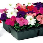 Петуния Браво F1 смесь /1.000 семян/ *Syngenta*