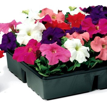 Петуния Браво F1 смесь /1.000 семян/ *Syngenta*