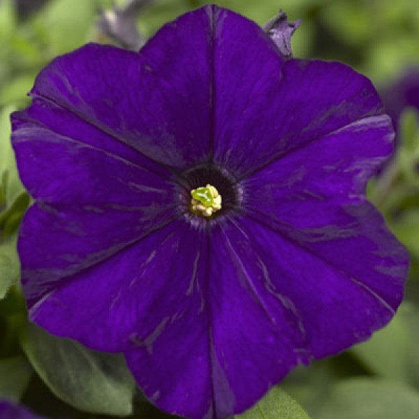 Насіння петунії Пікобелла F1 синя (blue) /200 насінин (драже)/ *Syngenta*