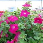 Петунія Самба F1 рожева /100 насінин/ *Hem Genetics*