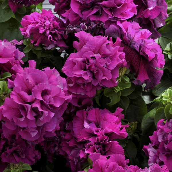 Насіння петунії Каскад F1 бургунді (burgundy) /200 насінин (драже)/ *Pan American*