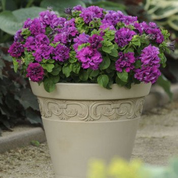 Петуния Каскад F1 бургунди (burgundy) /200 семян (драже)/ *Pan American*