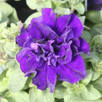 Петуния Каскад F1 синяя (blue) /200 семян (драже)/ *Pan American*