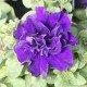 Насіння петунії Каскад F1 синя (blue) /200 насінин (драже)/ *Pan American*