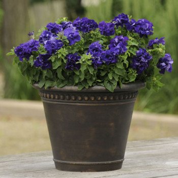 Петуния Каскад F1 синяя (blue) /200 семян (драже)/ *Pan American*