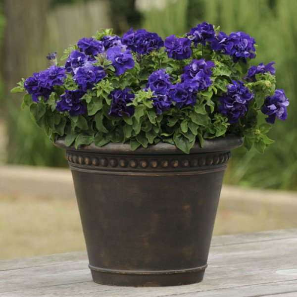 Насіння петунії Каскад F1 синя (blue) /200 насінин (драже)/ *Pan American*