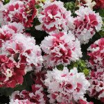 Петуния Пируэт F1 красное пикоти (red picotee) /200 семян (драже)/ *Pan American*