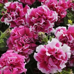 Петунія Пірует F1 рожеве пікоті (rose picotee) /200 насінин (драже)/ *Pan American*