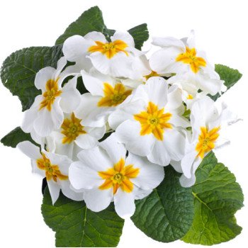 Примула Піонер F1 біла /100 насінин/ *Hem Genetics*