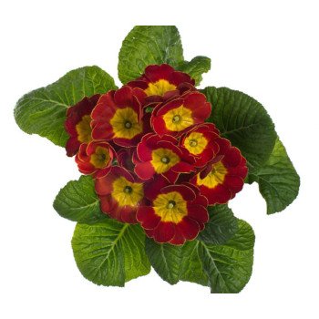 Примула Піонер F1 оксамитово-червона /100 насінин/ *Hem Genetics*