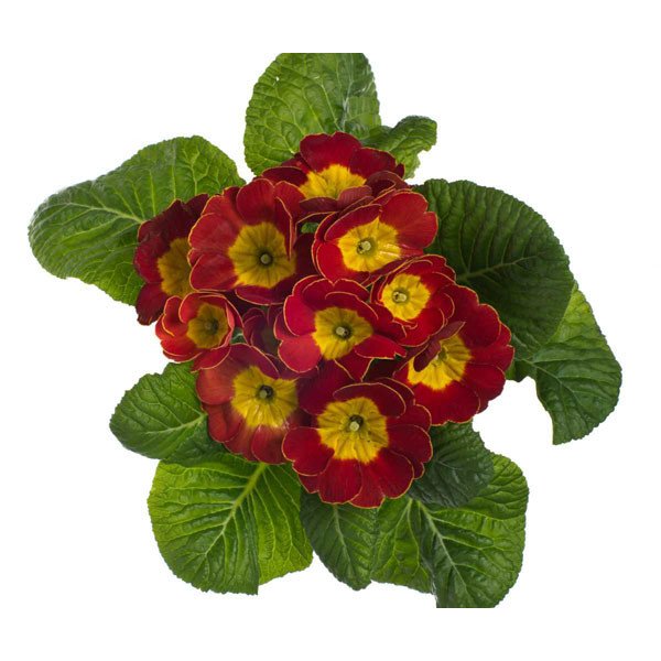 Насіння примули Піонер F1 оксамитово-червона /100 насінин/ *Hem Genetics*