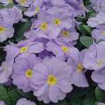 Примула Піонер F1 блакитна /100 насінин/ *Hem Genetics*