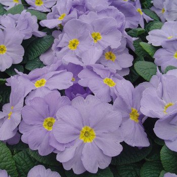 Примула Піонер F1 блакитна /100 насінин/ *Hem Genetics*