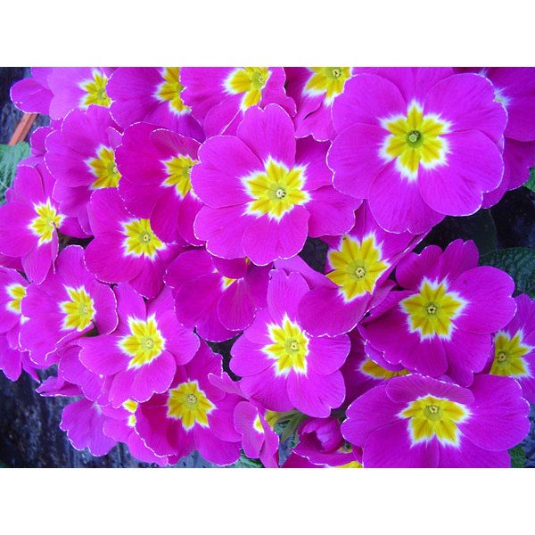 Насіння примули Піонер F1 кармінова /100 насінин/ *Hem Genetics*