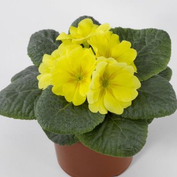 Примула Піонер F1 лимонна /100 насінин/ *Hem Genetics*