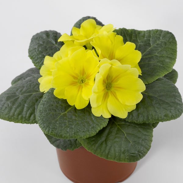 Насіння примули Піонер F1 лимонна /100 насінин/ *Hem Genetics*