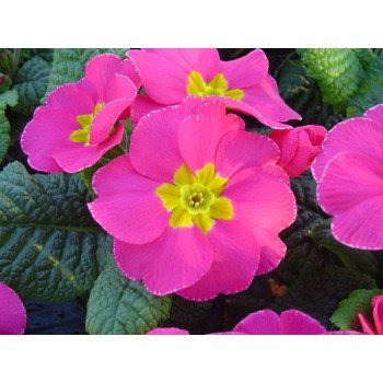 Примула Піонер F1 рожева /100 насінин/ *Hem Genetics*