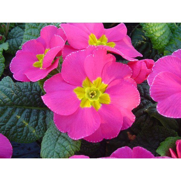 Насіння примули Піонер F1 рожева /100 насінин/ *Hem Genetics*