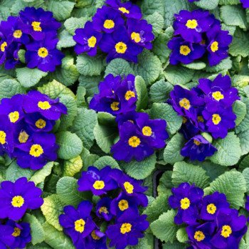 Примула Піонер F1 синя /100 насінин/ *Hem Genetics*