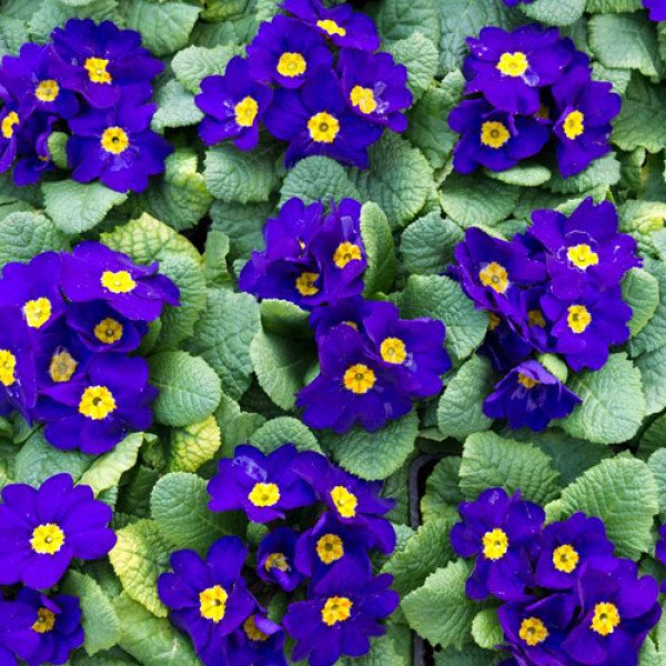 Насіння примули Піонер F1 синя /100 насінин/ *Hem Genetics*