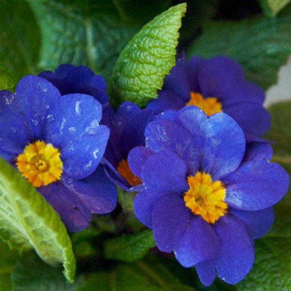 Насіння примули Піонер F1 синя /100 насінин/ *Hem Genetics*