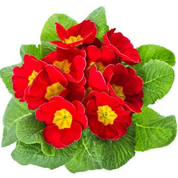 Примула Піонер F1 скарлет /100 насінин/ *Hem Genetics*