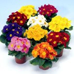 Примула Пионер F1 смесь /100 семян/ *Hem Genetics*