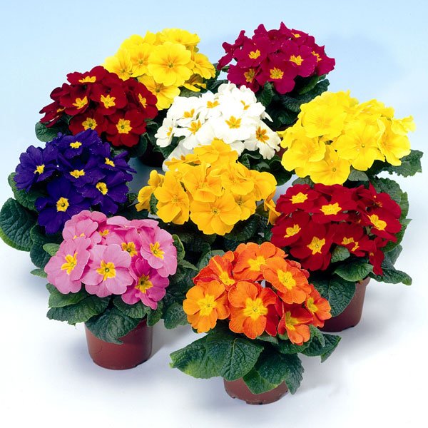 Насіння примули Піонер F1 суміш /100 насінин/ *Hem Genetics*