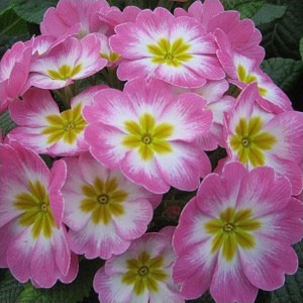 Насіння примули Піонер F1 яблуневий цвіт /100 насінин/ *Hem Genetics*