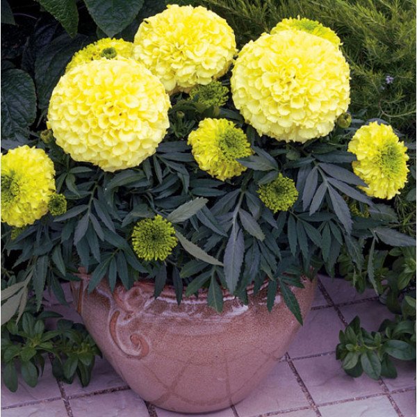 Насіння чорнобривців Антігуа F1 ванільні /100 насінин/ *Syngenta*