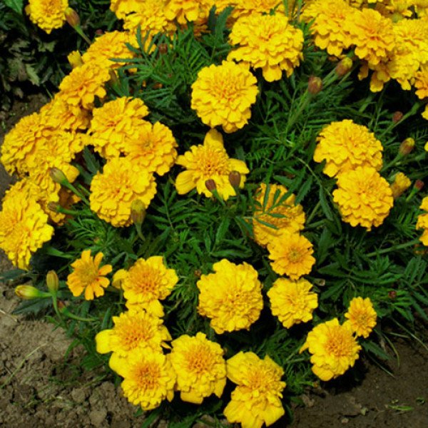 Насіння чорнобривців Голд Віннер лимонні /5 грам/ *Hem Zaden*