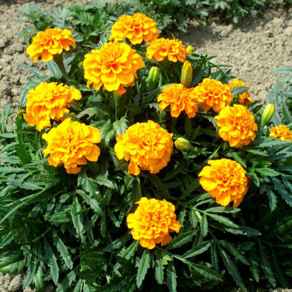 Насіння чорнобривців Голд Віннер помаранчеві /5 грам/ *Hem Zaden*