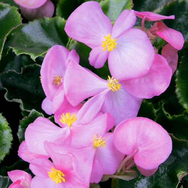 Семена бегонии Варсити F1 (бордовый лист) пинк /1.000 семян/ *Syngenta*