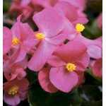 Бегония Варсити F1 (бордовый лист) розовая /1.000 семян/ *Syngenta*