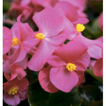 Бегония Варсити F1 (бордовый лист) розовая /1.000 семян/ *Syngenta*