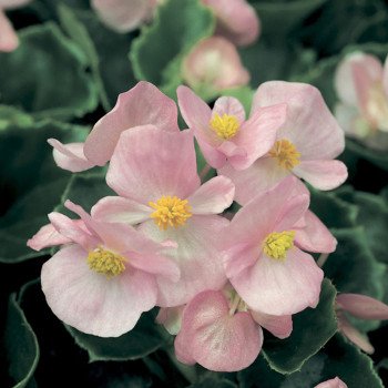 Бегония Варсити F1 (бордовый лист) софт пинк /1.000 семян/ *Syngenta*