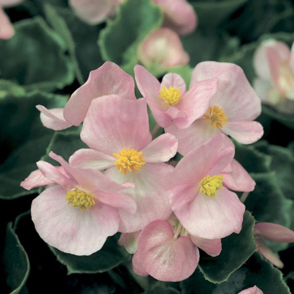 Семена бегонии Варсити F1 (бордовый лист) софт пинк /1.000 семян/ *Syngenta*