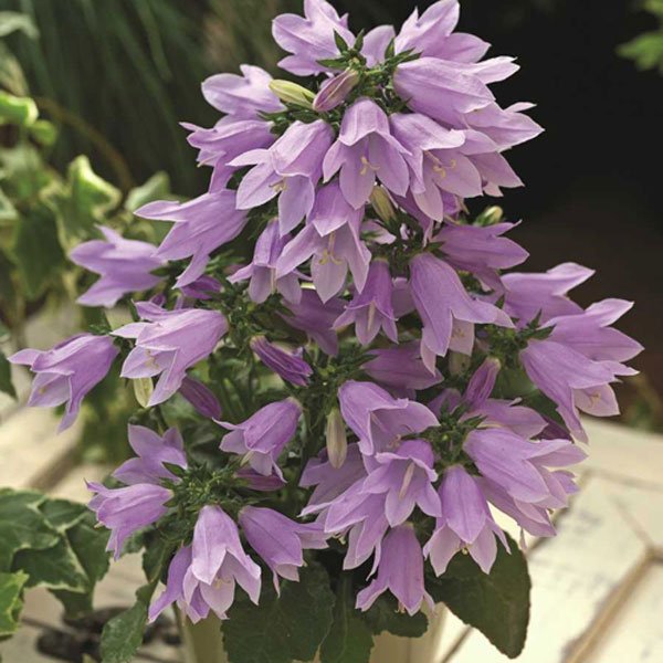 Насіння дзвоника Ізабелла F1 синій /1.000 насінин/ *Syngenta*