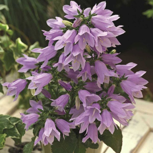 Насіння дзвоника Ізабелла F1 синій /100 насінин/ *Syngenta*