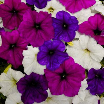 Петуния Изи Вейв F1 Грейт Лейкс смесь (фиолетовая, синяя, белая) (great lakes mixture) /50 семян (драже)/ *Pan American*