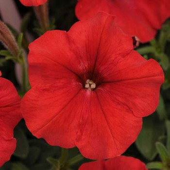 Петуния Изи Вейв F1 красная (red) /50 семян (драже)/ *Pan American*