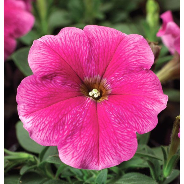 Семена петунии Ура F1 малиновая с прожилками /1.000 семян/ *Syngenta*