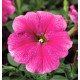 Семена петунии Ура F1 малиновая с прожилками /1.000 семян/ *Syngenta*