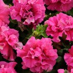 Петунія Каскад F1 малинова (pink) /200 насінин (драже)/ *Pan American*